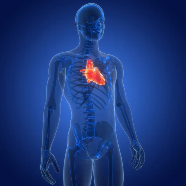 人类循环系统心脏解剖动画的概念 — 图库照片