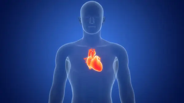 Анатомия Человеческого Сердца — стоковое фото