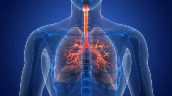 Human Body Organs (Lungs)