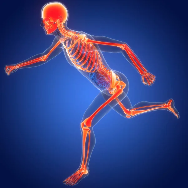 Human Skeleton System Bones Joints Anatomy Stock Image