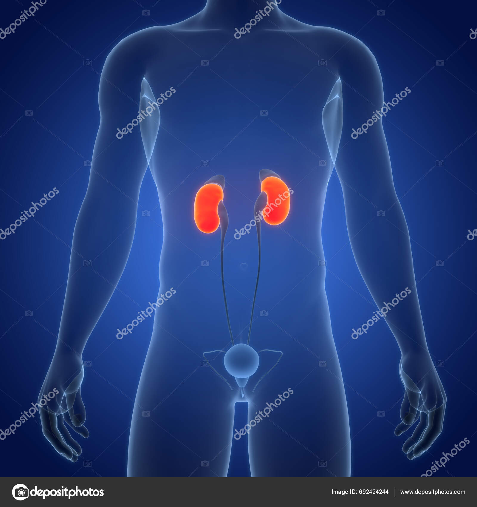 Human Urinary System Kidneys Bladder Anatomy Stock Photo by ©magicmine