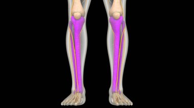 İnsan iskeleti kaval kemiği ve kemik eklemleri anatomisi. Üç Boyut