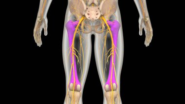 İnsan iskeleti bacak eklemi anatomisi. 3D - Görüntü