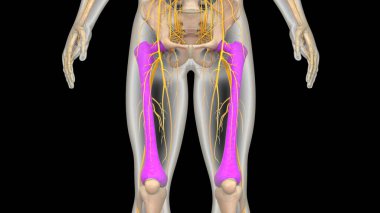 İnsan iskeleti bacak eklemi anatomisi. 3D - Görüntü