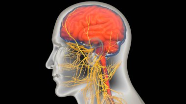 İnsan Merkezi Sinir Sistemi Beyin Anatomisi. 3d