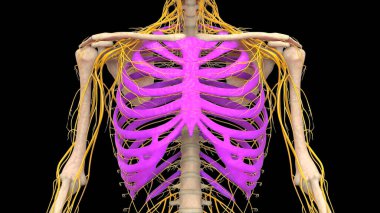 İnsan iskeleti göğüs kafesi eklemi anatomisi. Üç Boyut