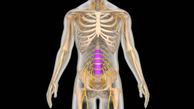 İnsan İskelet Sistemi Anatomisi 'nin omurga omurgası bel omuru omurgası. Üç Boyut