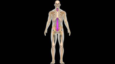 İnsan iskelet sistemi anatomisinin omurilik omurgası. Üç Boyut