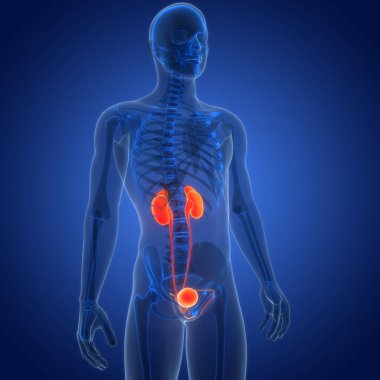 İdrar torbası anatomisi olan insan böbrekleri. Üç Boyut