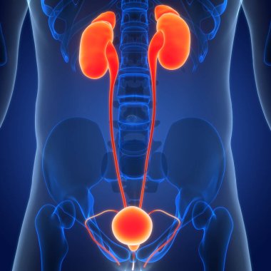 İdrar torbası anatomisi olan insan böbrekleri. Üç Boyut