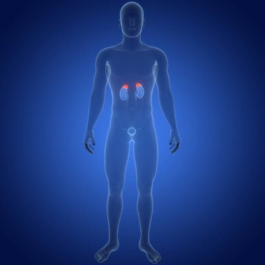 İdrar torbası anatomisi olan insan böbrekleri. Üç Boyut