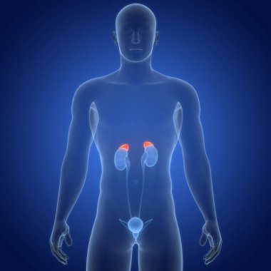 İdrar torbası anatomisi olan insan böbrekleri. Üç Boyut