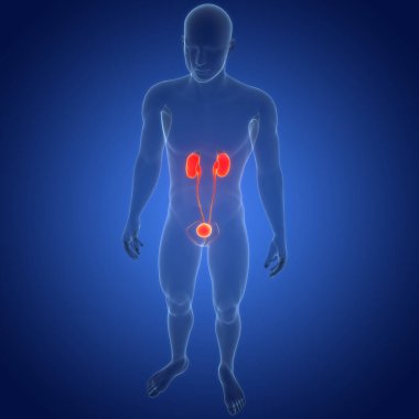 İdrar torbası anatomisi olan insan böbrekleri. Üç Boyut