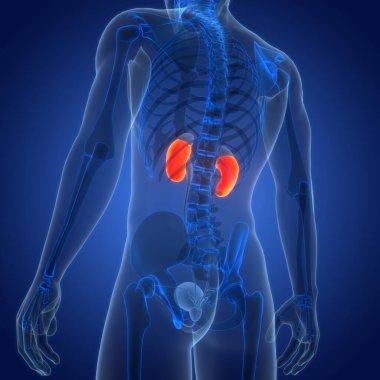 İdrar torbası anatomisi olan insan böbrekleri. Üç Boyut