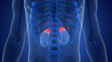 Arka planda İnsan İdrar Sistemi Böbrekleri, kapatın. Üç Boyut