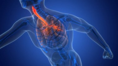 İnsan Solunum Sistemi Akciğerleri Anatomisi. Üç Boyut