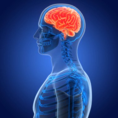 İnsan Merkezi Sinir Sistemi Beyin Anatomisi. 3d