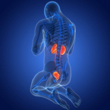 İdrar torbası anatomisi olan insan böbrekleri. Üç Boyut