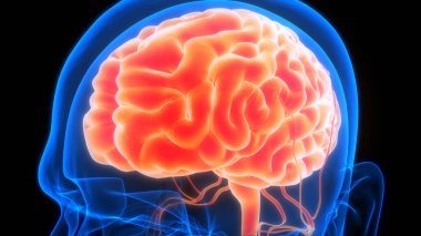 İnsan Merkezi Sinir Sistemi Beyin Anatomisi. 3d