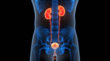 İdrar torbası anatomisi olan insan böbrekleri. Üç Boyut