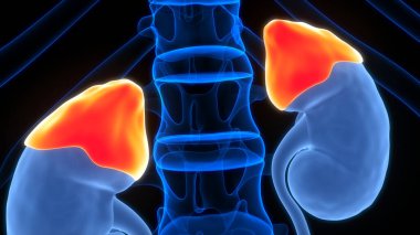 Arka planda İnsan İdrar Sistemi Böbrekleri, kapatın. Üç Boyut