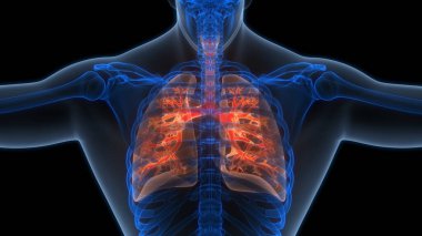 İnsan Solunum Sistemi Akciğerleri Anatomisi. Üç Boyut