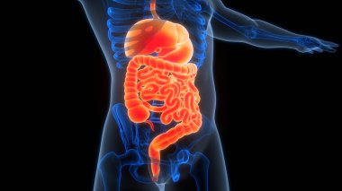 İnsan Sindirim Sistemi Anatomisi çizimi. Üç Boyut