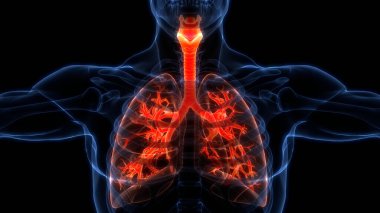 İnsan Solunum Sistemi Akciğerleri Anatomisi. Üç Boyut