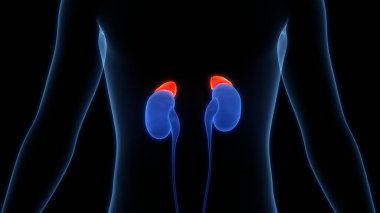 İnsan Vücut Bezleri Adrenal Bez Anatomisi. Üç Boyut 