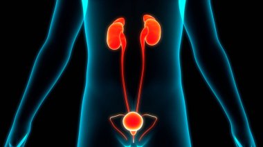 İnsan Vücut Bezleri Adrenal Bez Anatomisi. Üç Boyut 