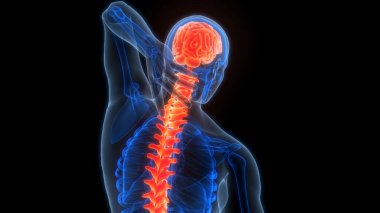İnsan Sinir Sistemi Beyin Anatomisi Merkezi Organı. Üç Boyut