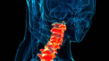 İnsan İskelet Sistemi Anatomisi 'nin Omurilik Kolonu Servikal Omurgası. Üç Boyut