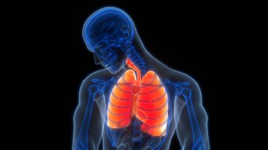 İnsan Solunum Sistemi Akciğerleri Anatomisi. Üç Boyut