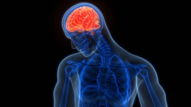 İnsan Merkezi Sinir Sistemi Beyin Anatomisi. 3d