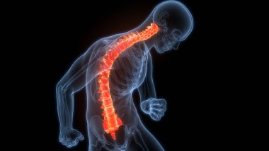 İnsan iskelet sistemi anatomisinin omurilik omurgası. Üç Boyut