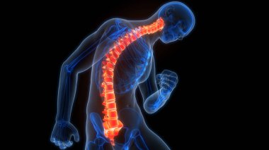 İnsan iskelet sistemi anatomisinin omurilik omurgası. Üç Boyut