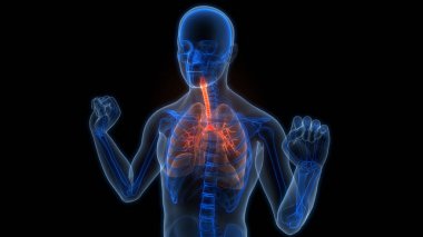 İnsan Solunum Sistemi Akciğerleri Anatomisi. Üç Boyut