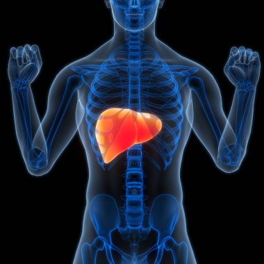 İnsan İç Sindirim Organı Anatomisi. Üç Boyut 