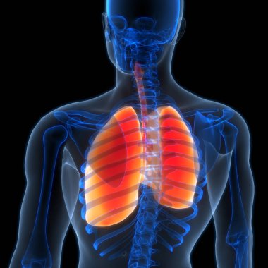 İnsan Solunum Sistemi Akciğerleri Anatomisi. Üç Boyut