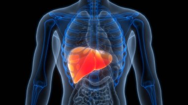 İnsan İç Sindirim Organı Anatomisi. Üç Boyut 