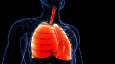 İnsan Solunum Sistemi Akciğerleri Anatomisi. Üç Boyut