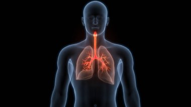 İnsan Solunum Sistemi Akciğerleri Anatomisi. Üç Boyut