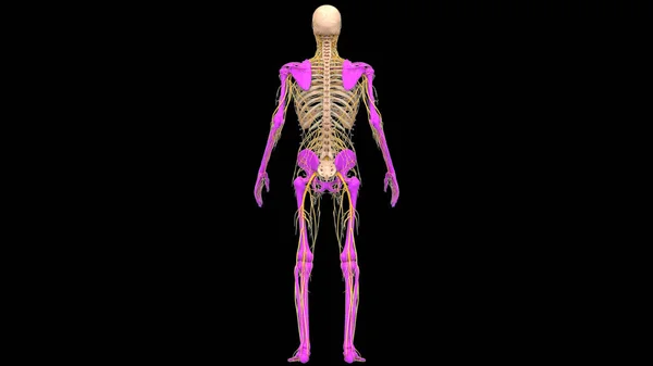 Sistema Esqueleto Humano Anatomia Das Articulações Dos Ossos Esqueléticos Apendiculares — Fotografia de Stock