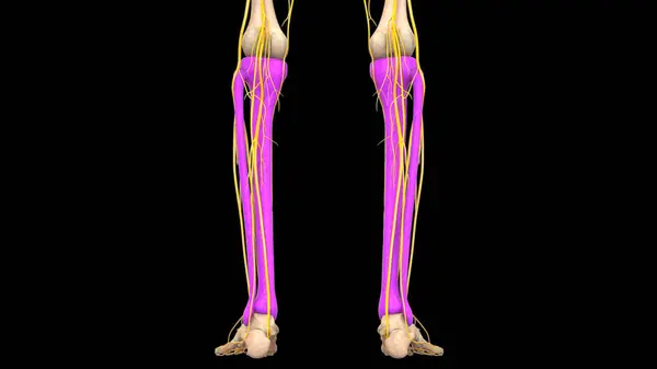 Human Skeleton System Tibia Fibula Bones Joints Anatomy — Stock Photo, Image