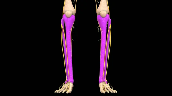 Människans Skelett System Tibia Och Fibula Benleder Anatomi Tredimensionell — Stockfoto