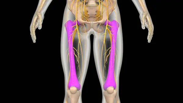 Human Skeleton System Legs Bones Joints Anatomy Illustration — Stock Photo, Image
