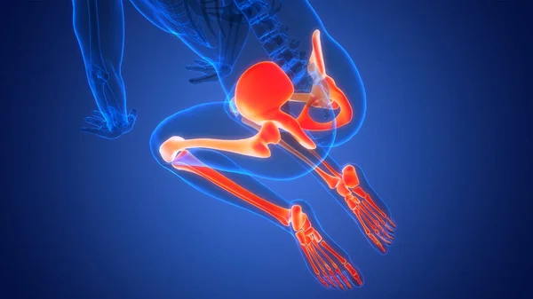 Människans Skelett System Ben Ben Leder Anatomi Illustration — Stockfoto