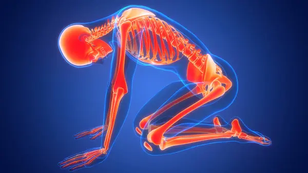 Анатомия Костных Соединений Скелета Человека — стоковое фото
