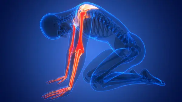 Human Skeleton System Upper Limbs Bone Joints Anatomy — Stock Photo, Image
