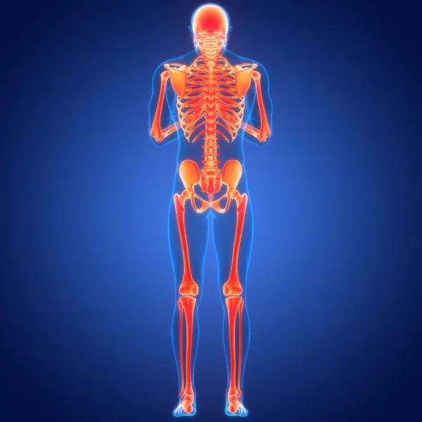 Ανθρώπινο Σκελετικό Σύστημα Κόκκαλα Αρθρώσεις Ανατομία — Φωτογραφία Αρχείου